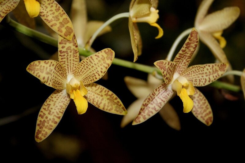 yellow and brown spotted orchids