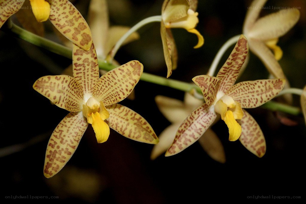 yellow and brown spotted orchids