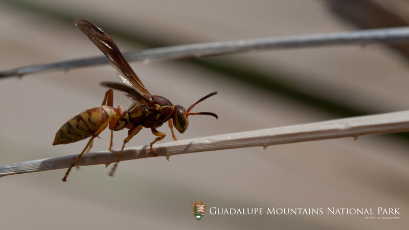 Yellow and Brown Wasp