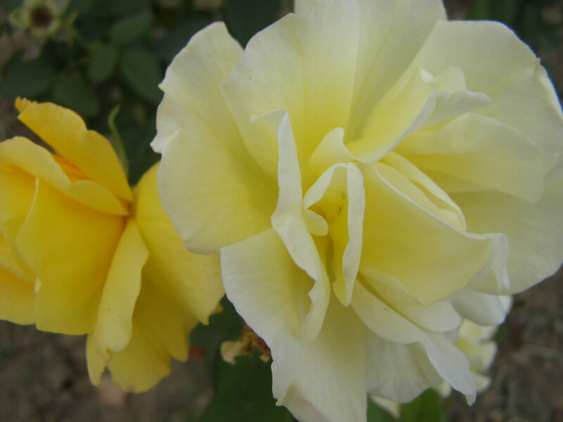 Yellow and cream roses in bloom