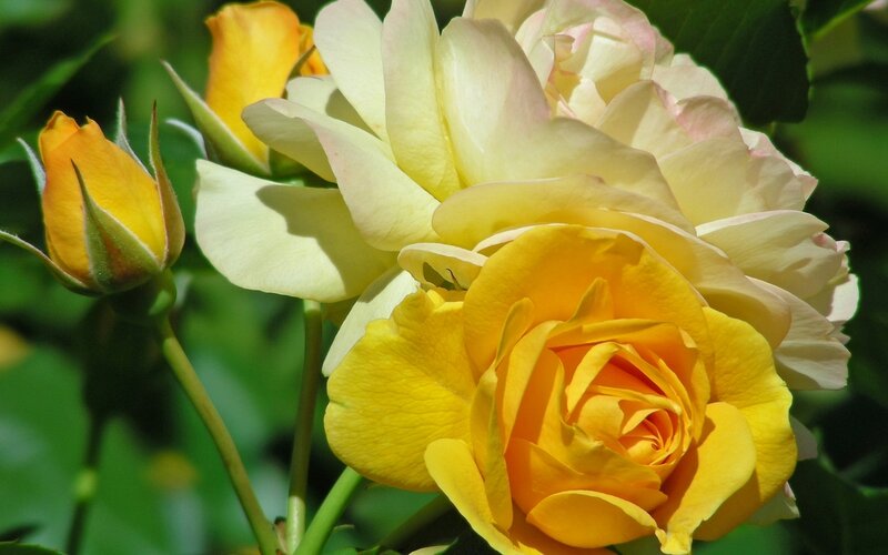 Yellow and Cream Roses