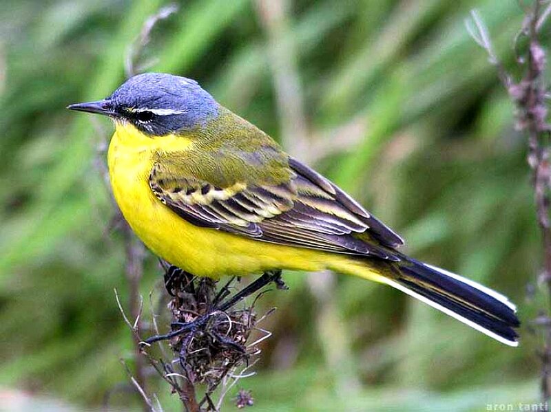 Yellow and Gray Bird