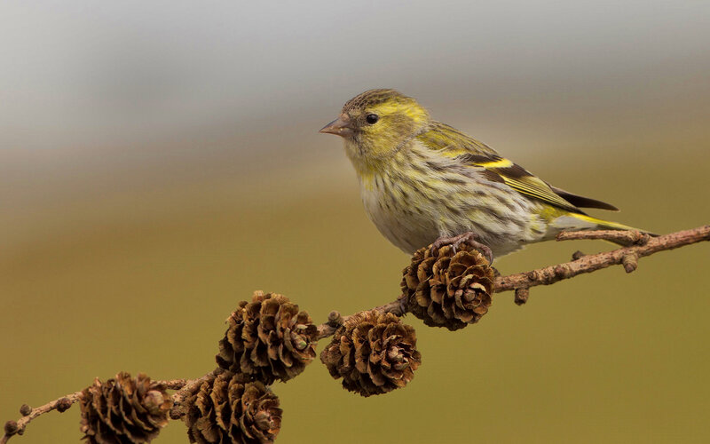 Yellow and Green Bird — Calm