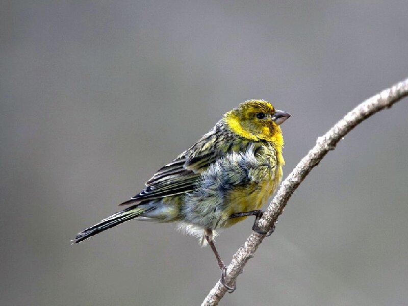 Yellow and Green Bird