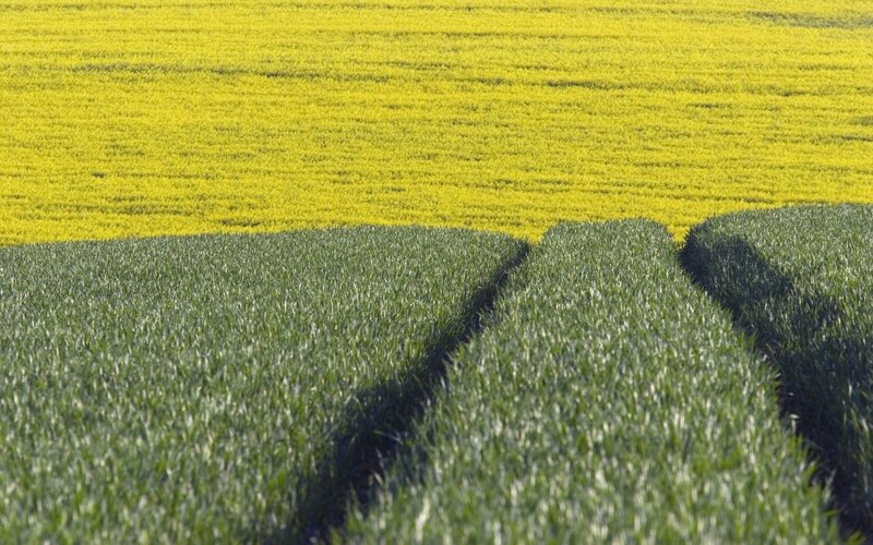 Yellow and green fields