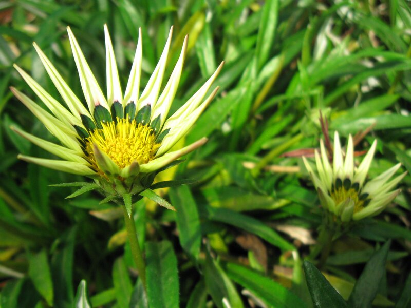 Yellow and Green Flower