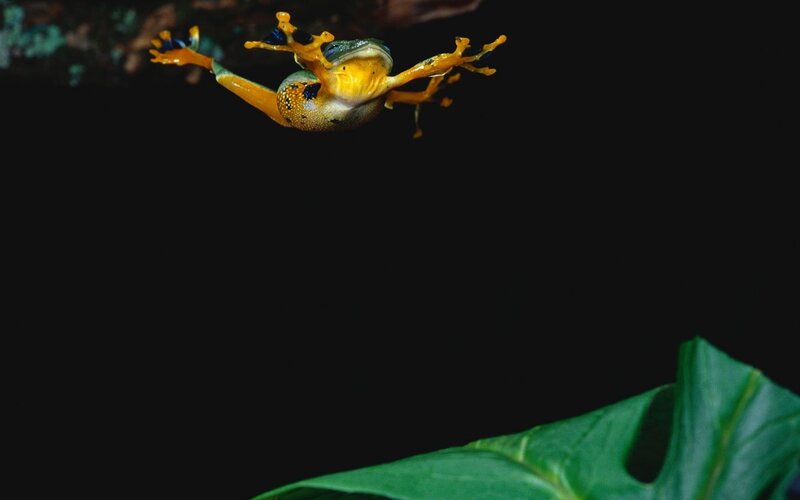 Yellow and Green Frog