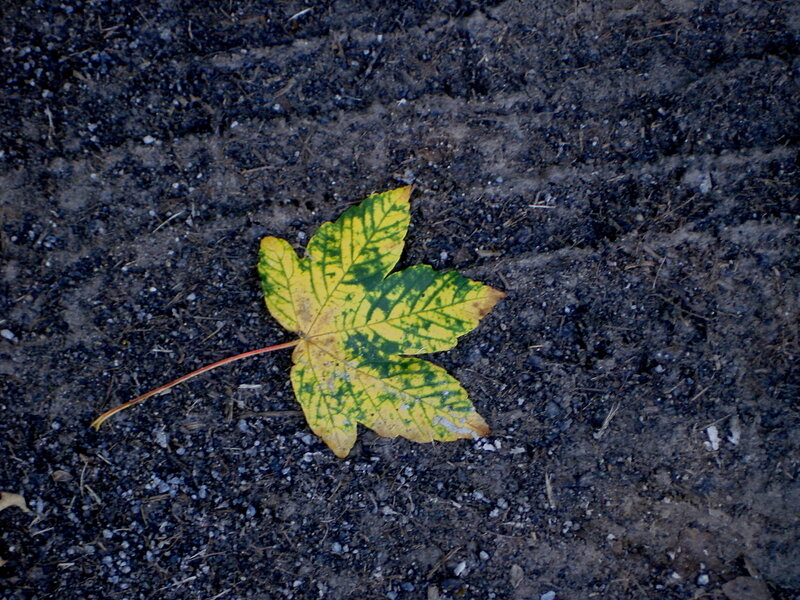 Yellow and Green Leaf