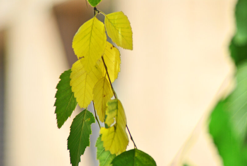 Yellow and Green Leaves