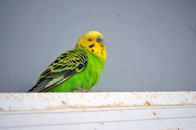 Yellow and Green Parakeet — Calm, Photograph