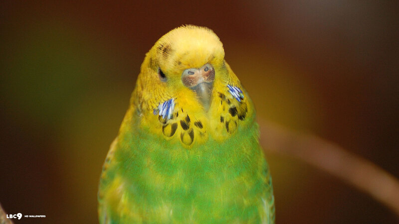 Yellow and Green Parakeet — Calm