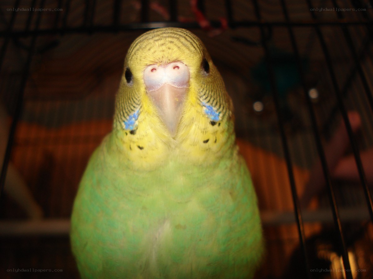 yellow and green parakeet in cage