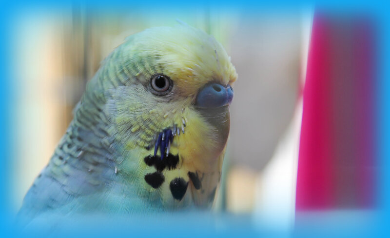 Yellow and Green Parakeet