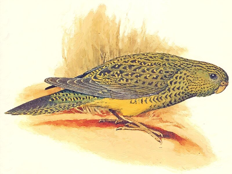 Yellow and Green Parrot