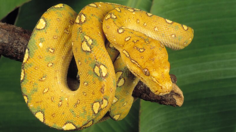 yellow and green snake on branch