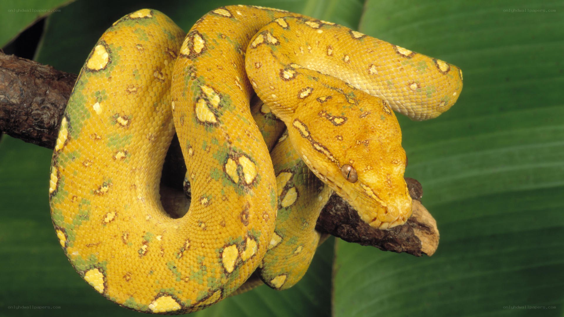 yellow and green snake on branch
