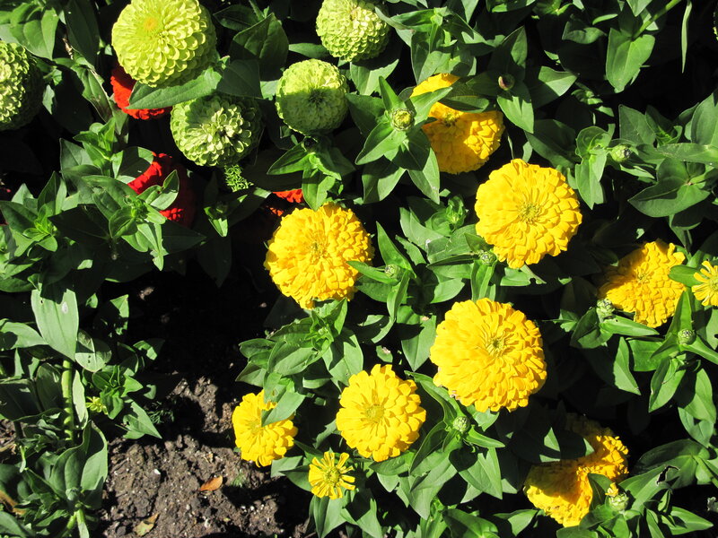 Yellow and Green Zinnia Flowers — Bright