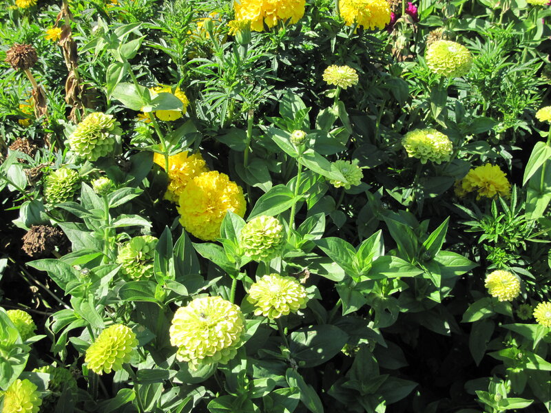 Yellow and Green Zinnia Flowers