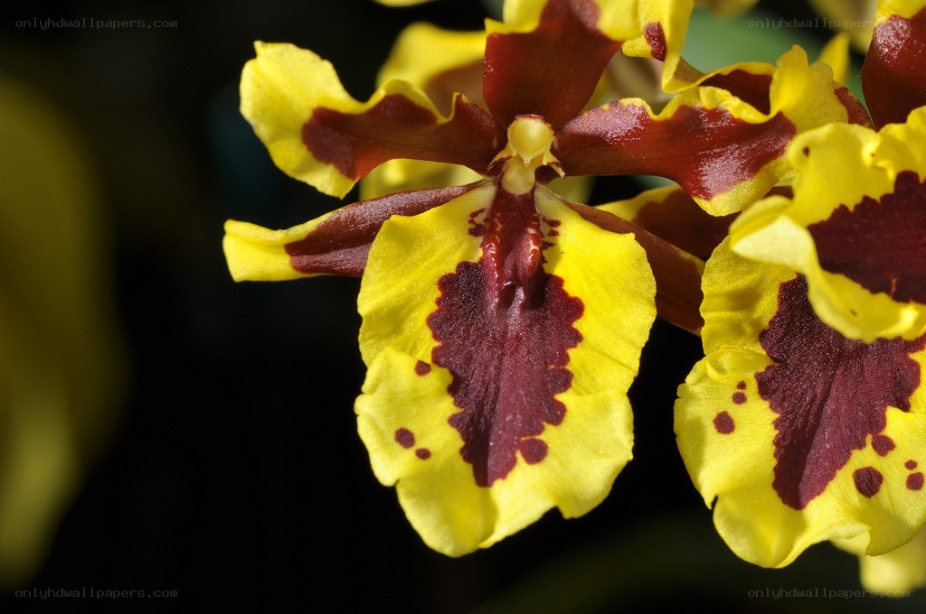 Yellow and maroon orchid