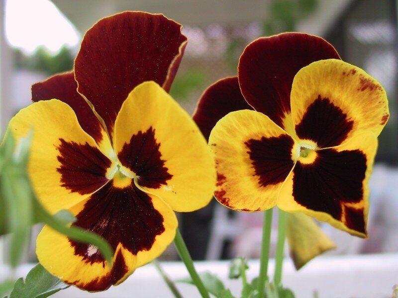 Yellow and Maroon Pansies