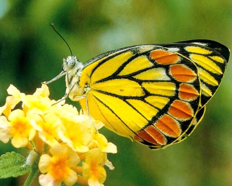 Yellow and Orange Butterfly
