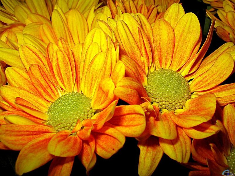 Yellow and Orange Chrysanthemums