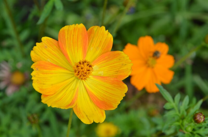 Yellow and Orange Cosmos Flower