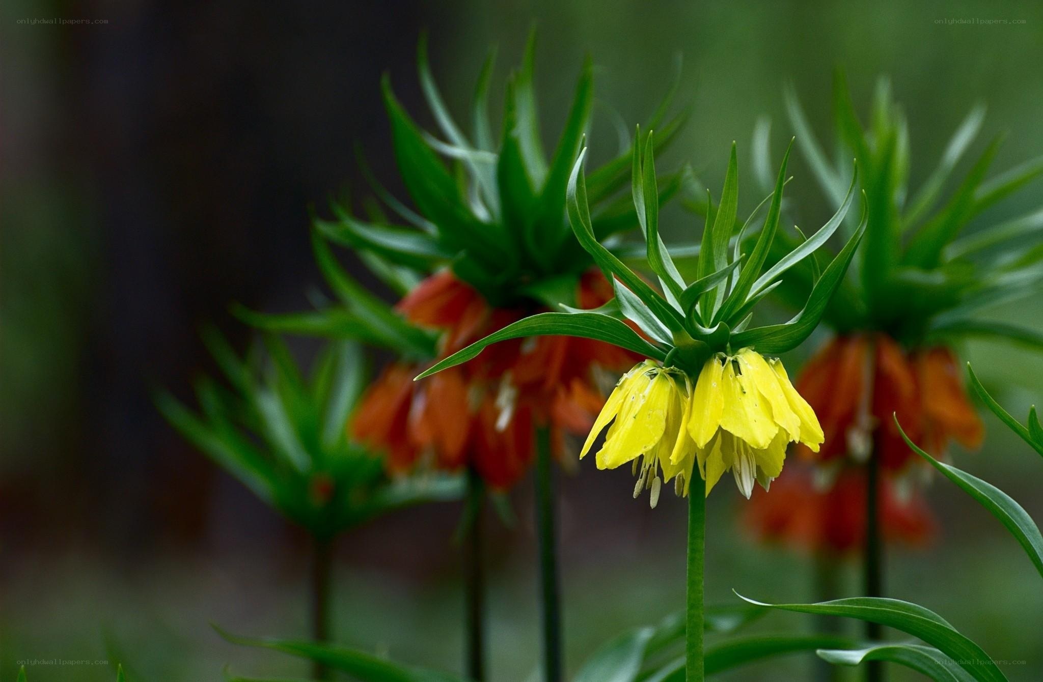 Yellow and orange crown flowers