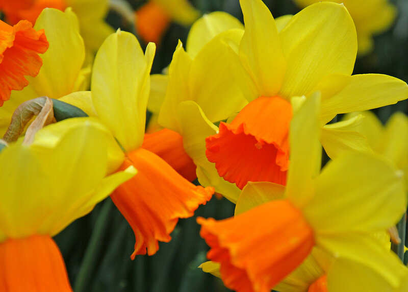 Yellow and Orange Daffodils