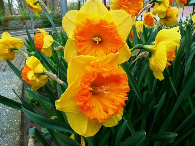 Yellow and Orange Daffodils — Vibrant