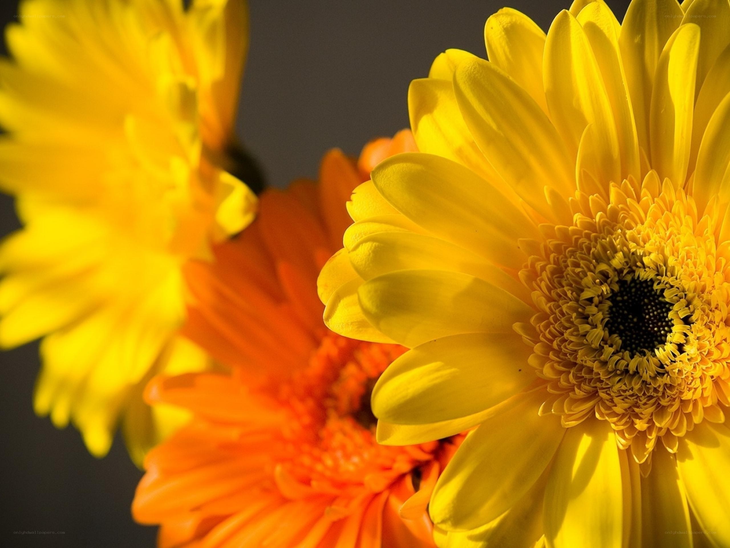 Yellow and orange daisies