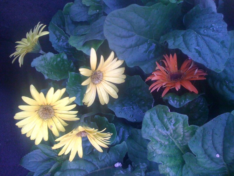Yellow and orange daisies