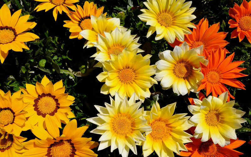 Yellow and Orange Daisies — Bright, Afternoon