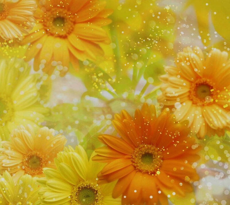 Yellow and Orange Daisies — Bright