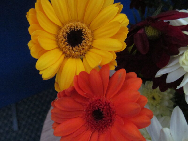 Yellow and Orange Daisies — Calm