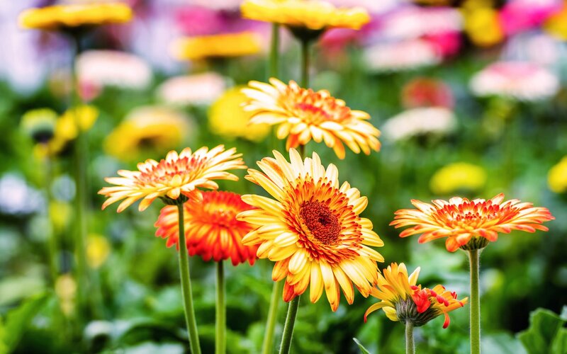 Yellow and Orange Daisies — Vibrant, Afternoon