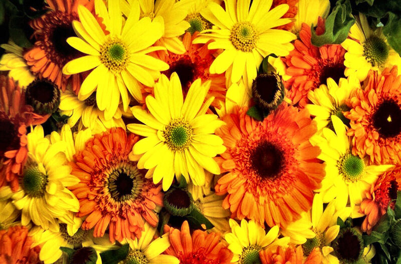 Yellow and Orange Daisies — Vibrant, Photograph