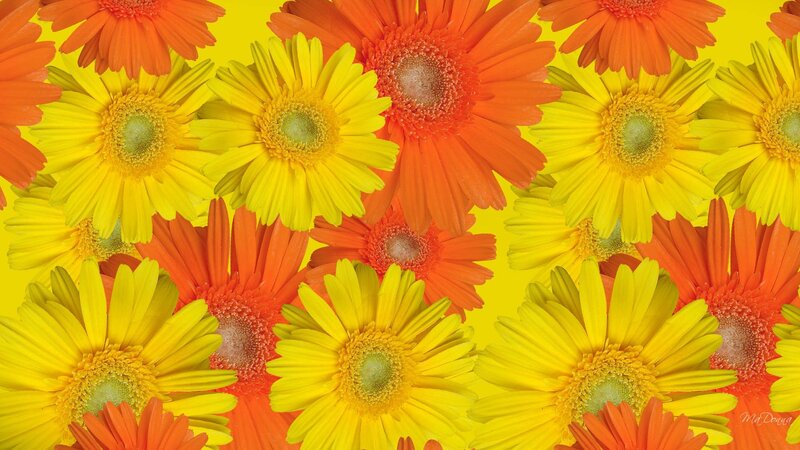 Yellow and Orange Daisies — Vibrant
