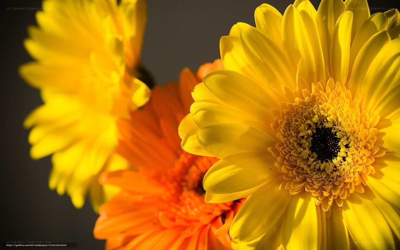 Yellow and orange daisies