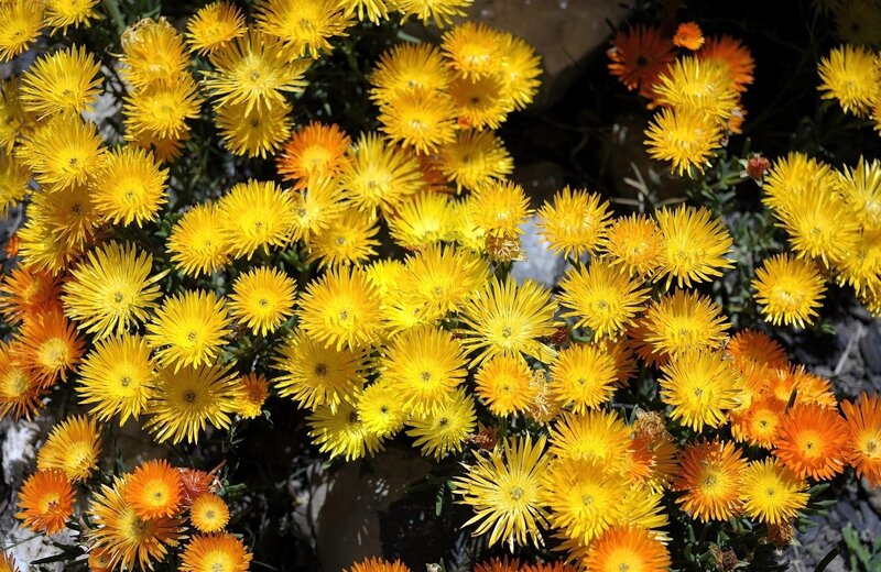 Yellow and orange daisy-like flowers