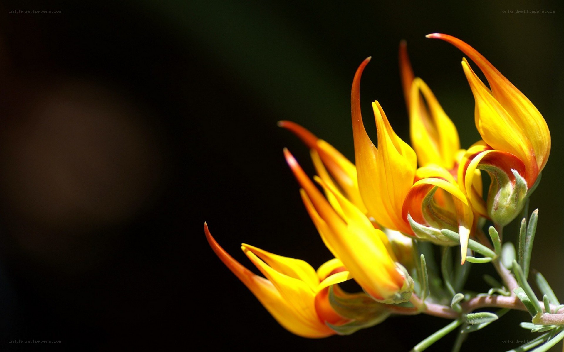 Yellow and orange flower bloom