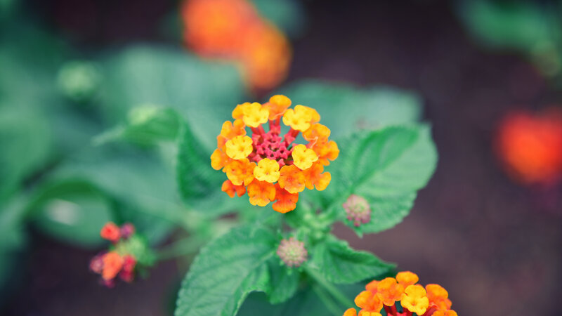 Yellow and Orange Flower — Calm