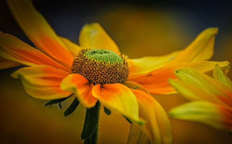 Yellow and Orange Flower — Dramatic, Photograph