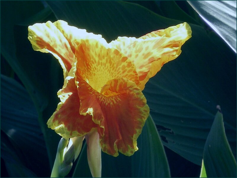 Yellow and Orange Flower — Dramatic