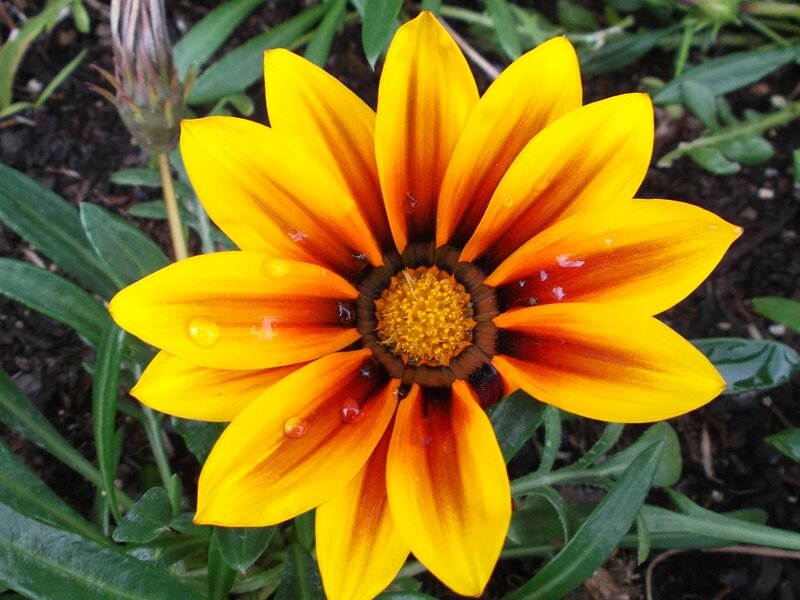 Yellow and Orange Flower — Natural, Afternoon