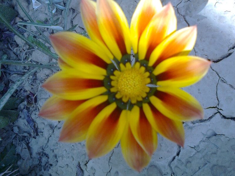 Yellow and Orange Flower — Natural, Photograph