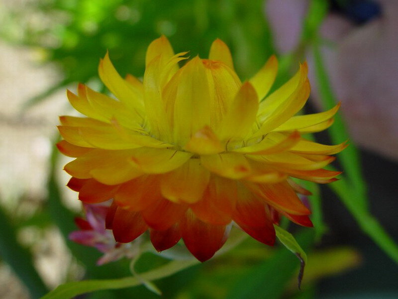 Yellow and Orange Flower — Natural