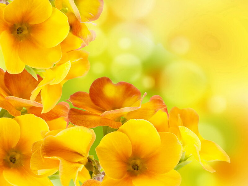 Yellow and Orange Flowers — Bright, Afternoon