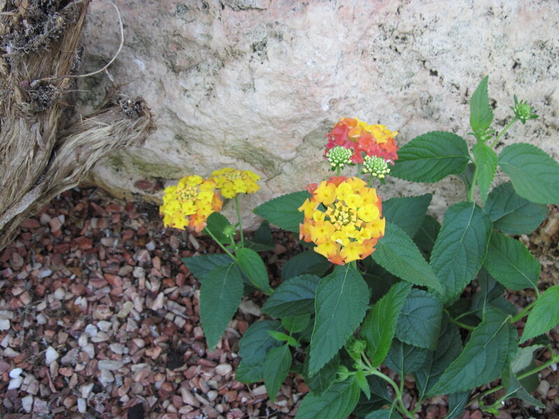 Yellow and Orange Flowers — Calm, Afternoon, Photograph