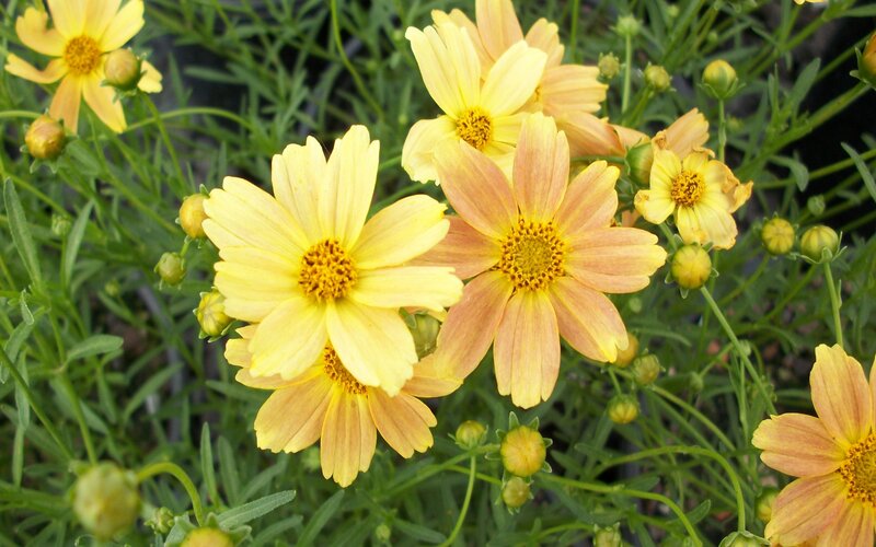 Yellow and Orange Flowers — Calm, Afternoon